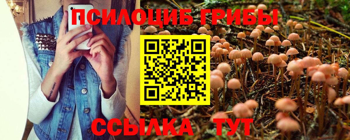Псилоцибиновые грибы Psilocybe Дербент